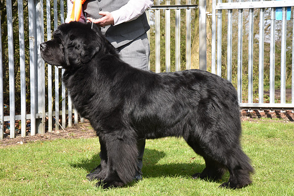 Spirebear Dark Secret, ShCM
