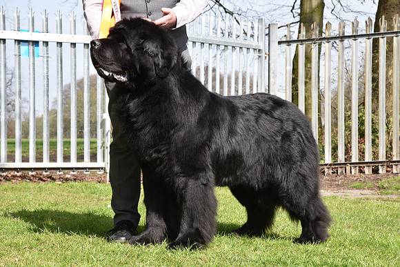 Spirebear Dark Secret, ShCM