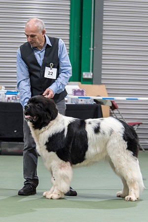Oukaya Forever Ursa Minor (Imp Fra)