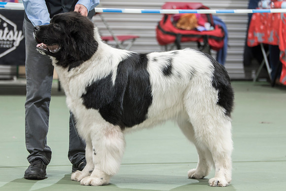 Oukaya Forever Ursa Minor (Imp Fra)