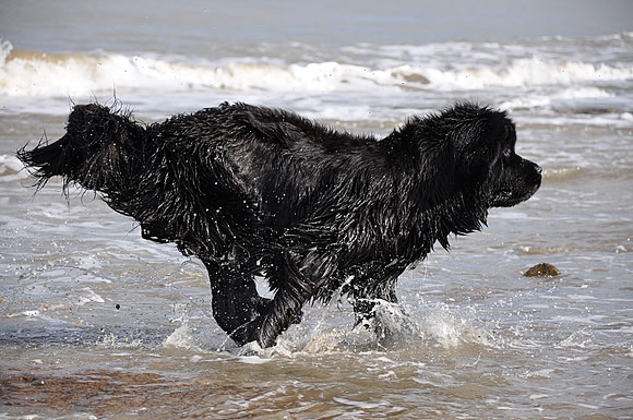 Sandbears Go With Flo