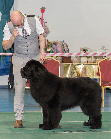 Thickish Newfoundland Magic Of Oz for Trinashores