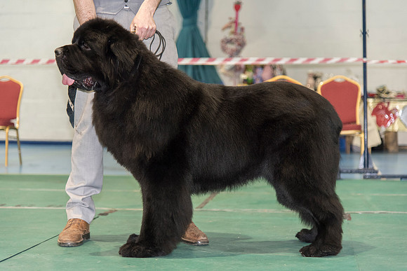 Thickish Newfoundland Magic Of Oz for Trinashores