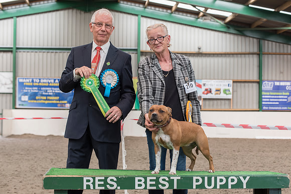 Leebees Bubbalicious - Reserve Best Puppy In Show