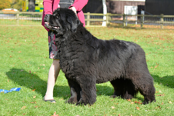 Acara Miss Brassibear of Shinglebay