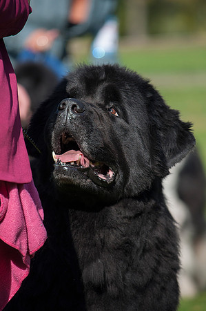 Acara Miss Brassibear of Shinglebay