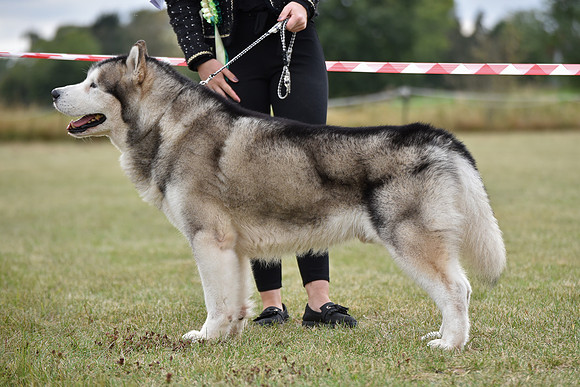Ch., Int. Ch., Bel. Ch., Lux. Ch., Ger. Ch., Ned. Ch. Under Icewolf's Star Inditarod JW ShCM EJW10