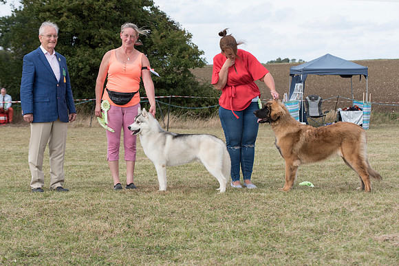 Working Group Puppy winners
