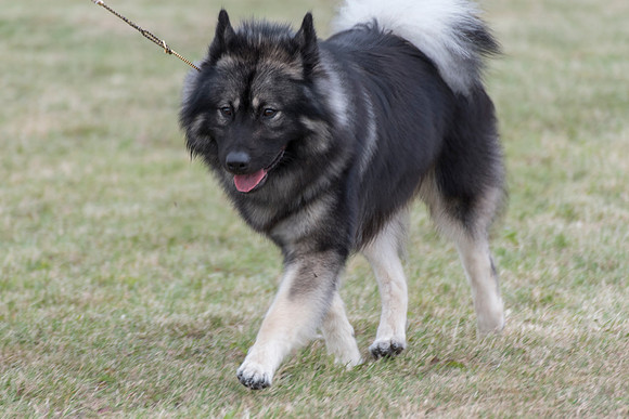 Albionspitz Rigel