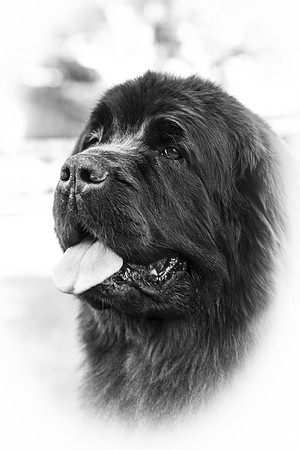Vodahond Carrie Anne