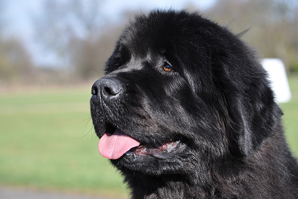 Vodahond Carrie Anne