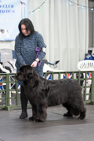 Ch. King Of Helluland Love Actually at Darebear, JW, ShCM, ShCEx, OSW