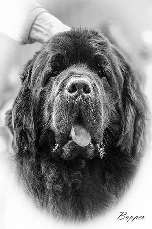 Baranova Big Bopper of Elbear, JW ShCM