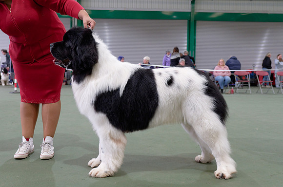 Oukaya Forever Ursa Minor (Imp Fra)