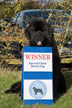 Ch. Gunnersnewfs All About Me at Dawstenbears
