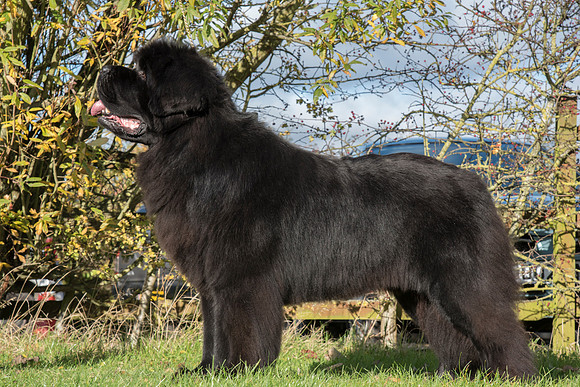Ch. Gunnersnewfs All About Me at Dawstenbears