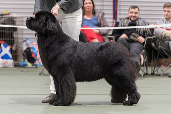 Ch. Gunnersnewfs All Or Nothing, JW