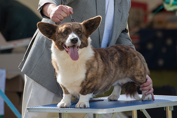 29 - Ch. Brynlluan Bilbo Baggins