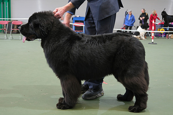 Davistell Springsteen of Elbear (A.I.)