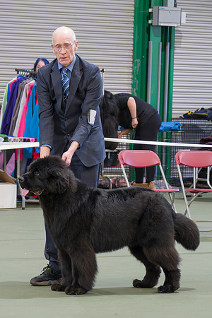 Davistell Springsteen of Elbear (A.I.)