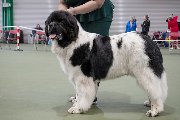 Oukaya Forever Ursa Minor (Imp Fra)