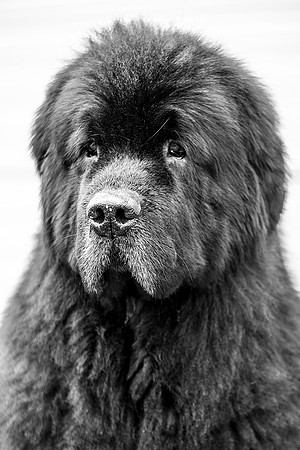 Bearhugs Courage, ShCM