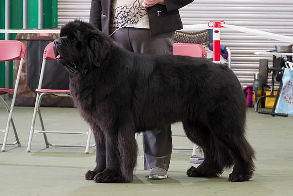 Legend I Am Canadian Beardog for Lindgreave (Imp Cze)