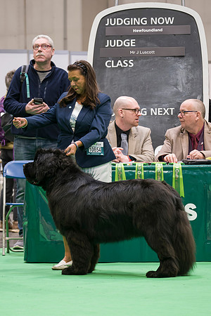 James Bear Of Geletsland with Mirawaters (Imp Svk)