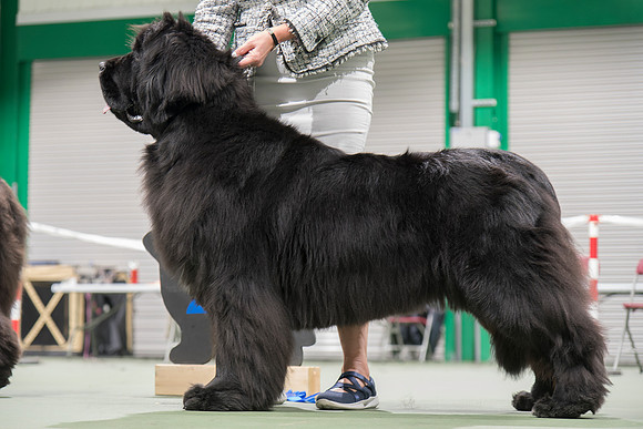 Ch. Disoranto Juliana Blue at Darkpeak (Imp Pol), JW