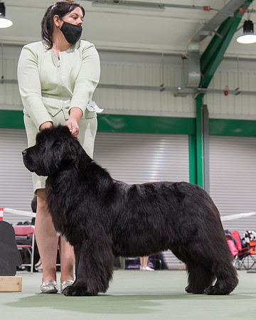 Ch. Camnoire Ghost Kato with Cannark, JW