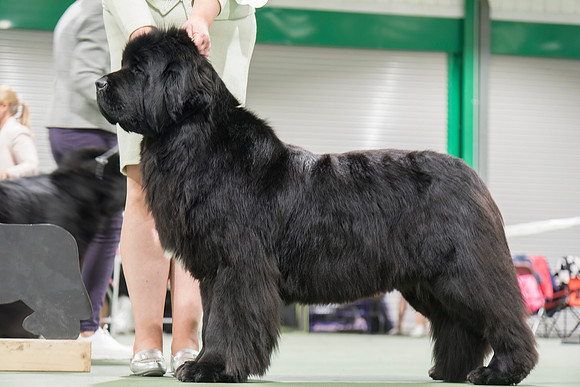 Ch. Camnoire Ghost Kato with Cannark, JW