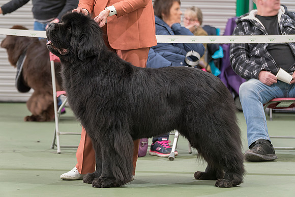 Ch. Millthorpe Mr Rochester, JW ShCM ShCEx OSW