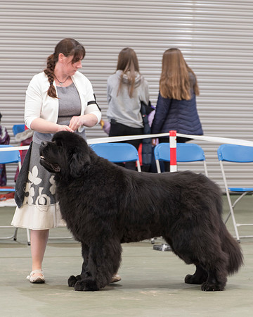Newfoundlove New Edition at Shadowrise
