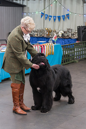 Newfangled Roodimental at Torbenpaws