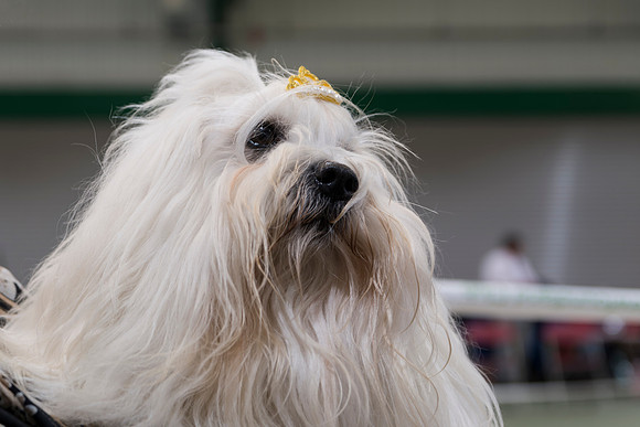 Coton de Tulear
