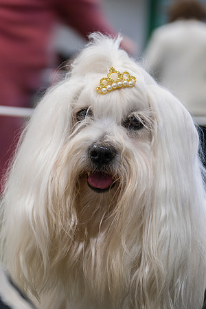 Coton de Tulear