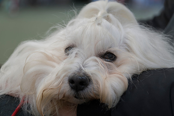 Coton de Tulear
