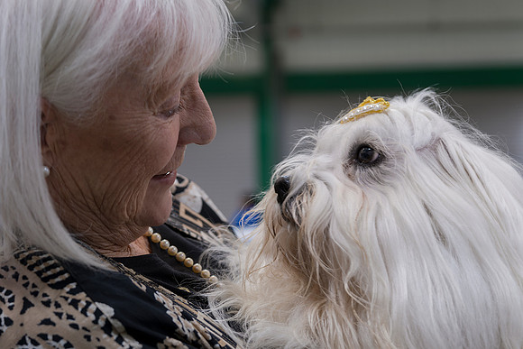 Coton de Tulear