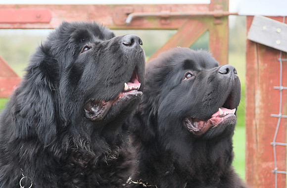 Hoola and Mavis