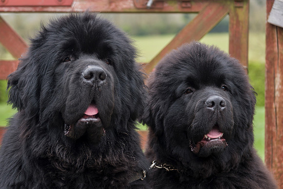 Hoola and Mavis