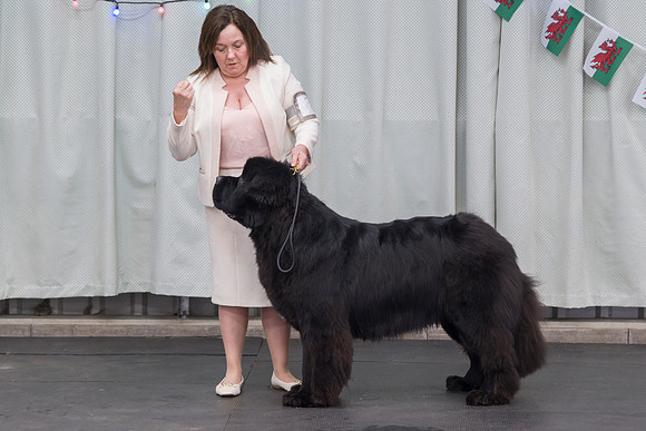 James Bear Of Geletsland with Mirawaters (Imp Svk)