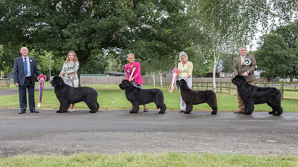 Grand Best In Show Winners