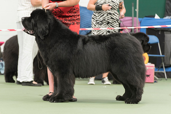 Vodahond Prince Charming