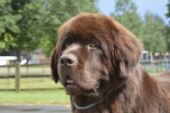 Vodahond Delta Lady