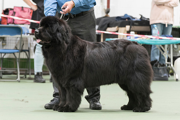 Vodahond La Primavera