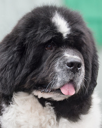 Carlos Cancrimo (Imp Pol), ShCM