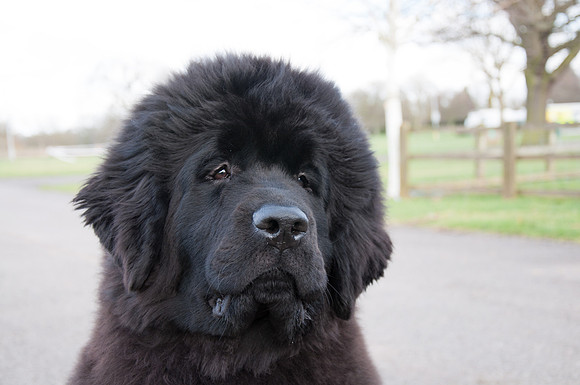 Sakaribear Sending A Kiss to Tallisbay head shot