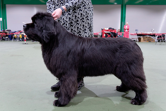 King Of Helluland Love Actually at Darebear (Imp Svk), JW ShCM ShCEx OSW