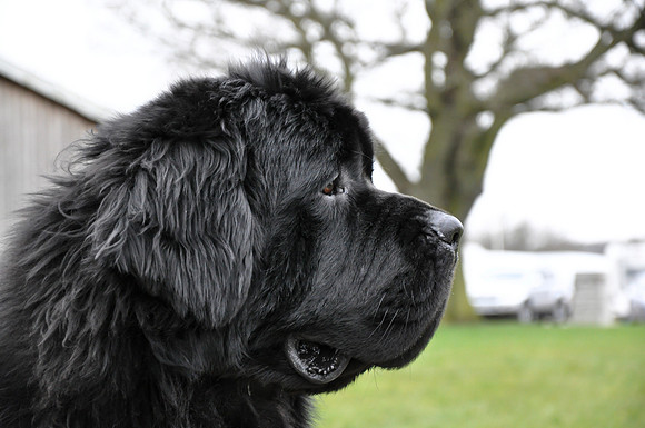 Morrelham Black Velvet