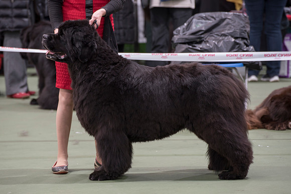 Acara Miss Brassibear of Shinglebay, ShCM